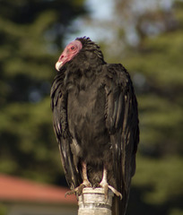 Cathartes aura
