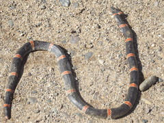 Rhinocheilus antonii