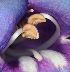 Penstemon azureus azureus