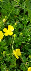 Ranunculus formosa-montanus