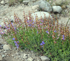 Penstemon azureus azureus
