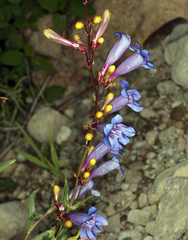 Penstemon azureus azureus