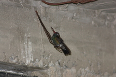 Cynanthus latirostris