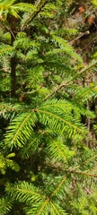 Abies religiosa