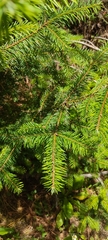 Abies religiosa
