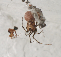 Tidarren sisyphoides