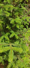 Abies religiosa