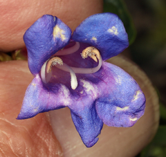 Penstemon azureus azureus