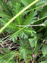 Potentilla gracilis elmeri