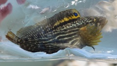 Chasmodes bosquianus