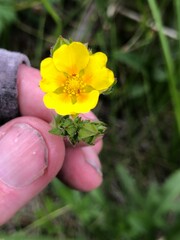 Potentilla gracilis elmeri