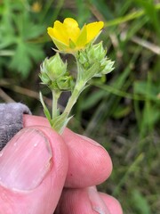 Potentilla gracilis elmeri