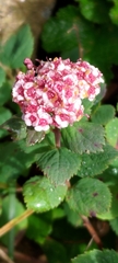 Spiraea morrisonicola
