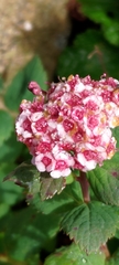 Spiraea morrisonicola