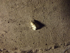Conchylodes octonalis