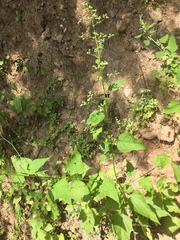 Chenopodiastrum hybridum