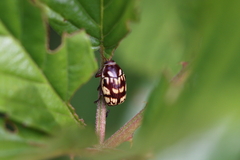Coleoptera