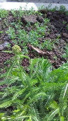 Achillea millefolium