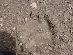 Ursus arctos horribilis