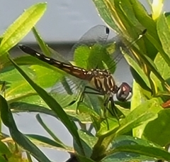 Pachydiplax longipennis