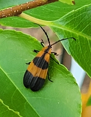 Calopteron reticulatum