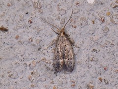 Neodactylota liguritrix