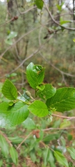 Alnus jorullensis
