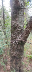 Alnus jorullensis