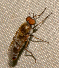 Ozodiceromyia notata
