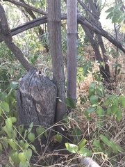 Castor canadensis