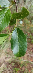 Alnus jorullensis