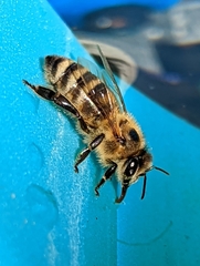 Apis mellifera