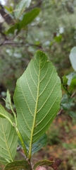 Alnus jorullensis