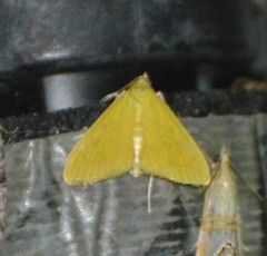 Loxomorpha flavidissimalis