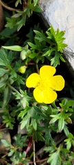 Ranunculus formosa-montanus