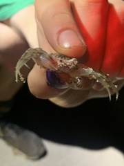 Ocypode occidentalis