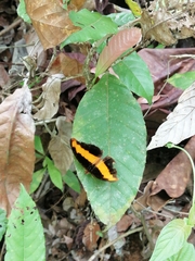 Catonephele nyctimus