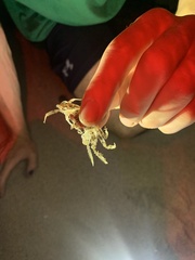 Ocypode occidentalis