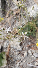 Eremogone cliftonii