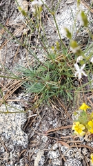 Eremogone cliftonii