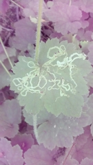 Phytomyza tiarellae