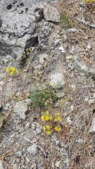 Eremogone cliftonii