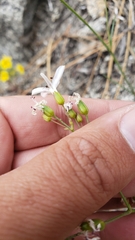 Eremogone cliftonii