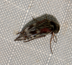 Tomoxia lineella