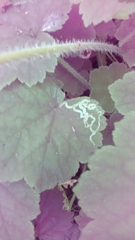Phytomyza tiarellae