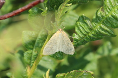 Sitochroa dasconalis
