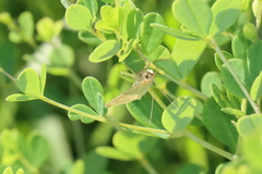 Sitochroa dasconalis