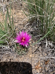 Mammillaria wrightii wrightii