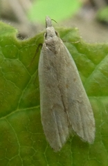 Dichomeris punctidiscellus