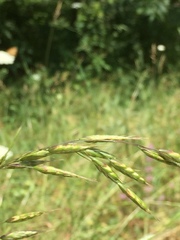 Bromus carinatus